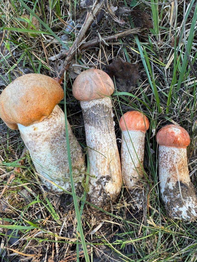 Pilze